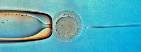 injection intracytoplasmique d'un spermatozoïde à l'intérieur d'un ovocyte